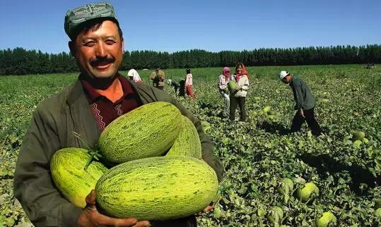 新疆之韵探秘，地域文化的独特魅力